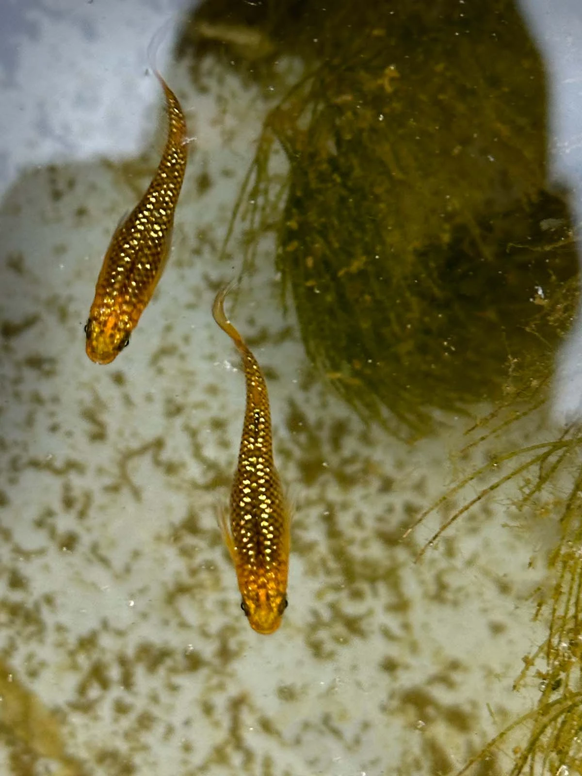 Foto di Reckless (Lecris - レクリス)