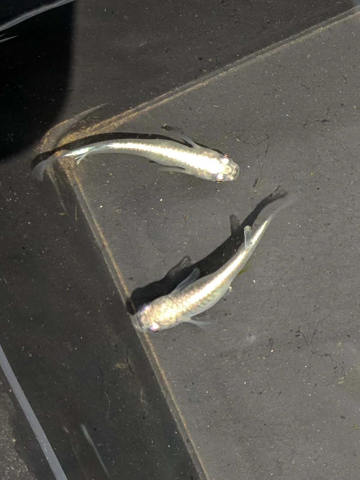 Foto di White Miyuki