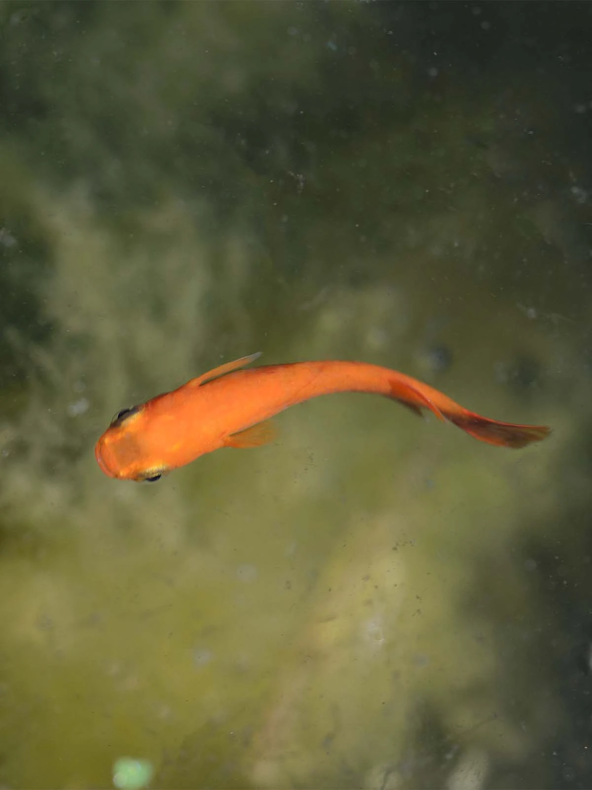 Foto di Red King (Koutei - 紅帝)