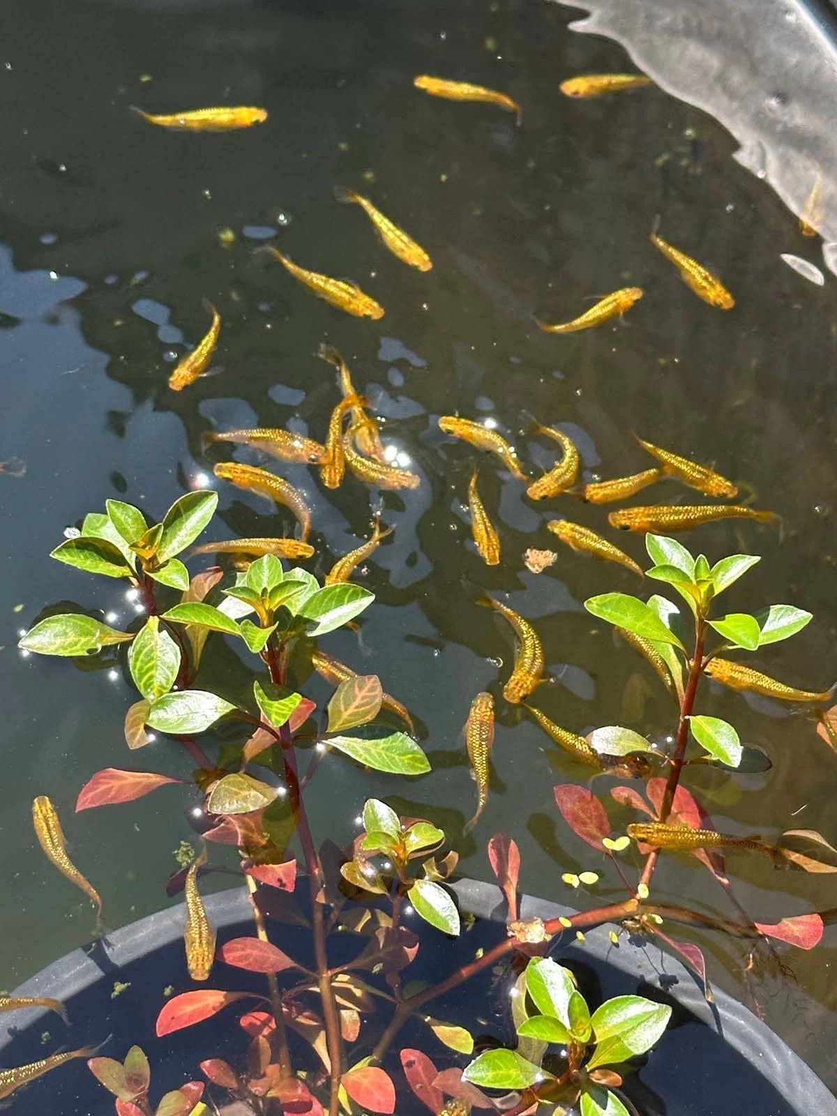 Foto di Reckless (Lecris - レクリス)