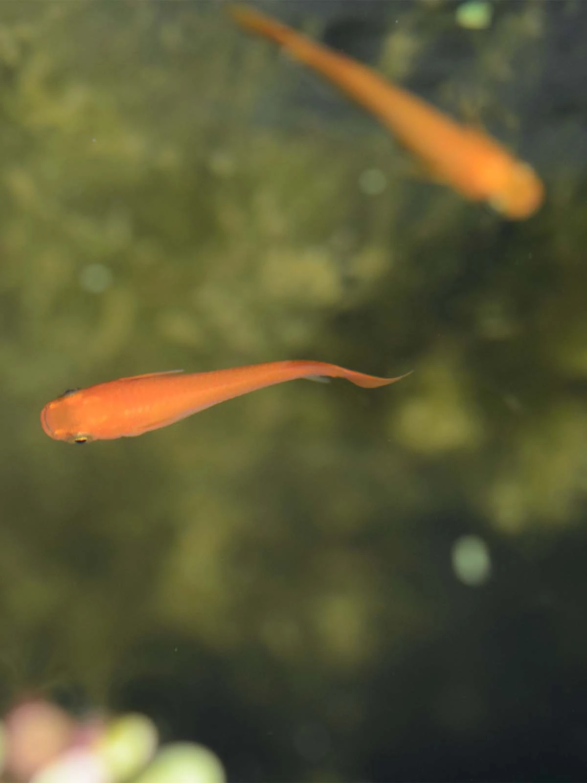 Foto di Red King (Koutei - 紅帝)