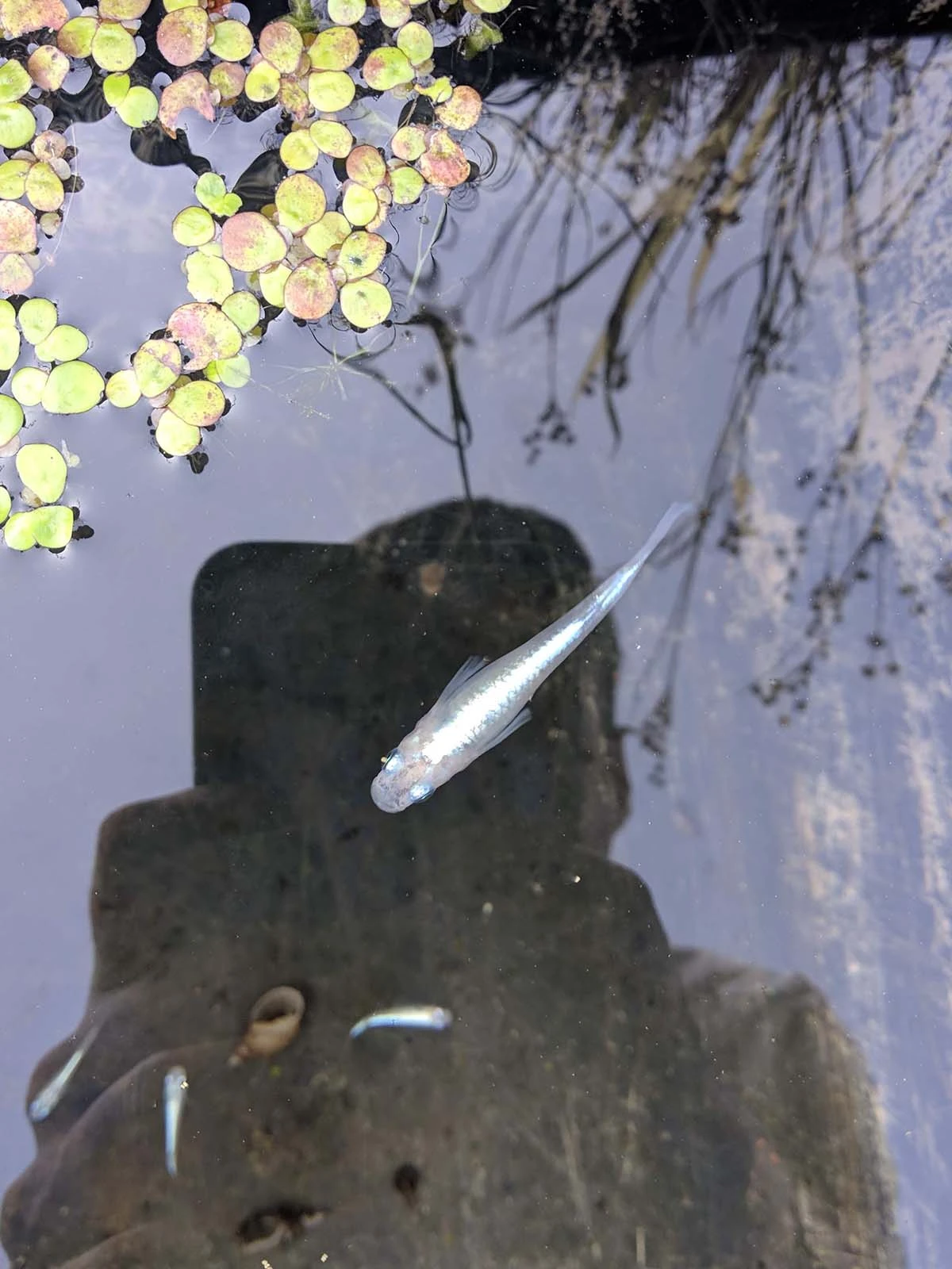 Foto di White Miyuki