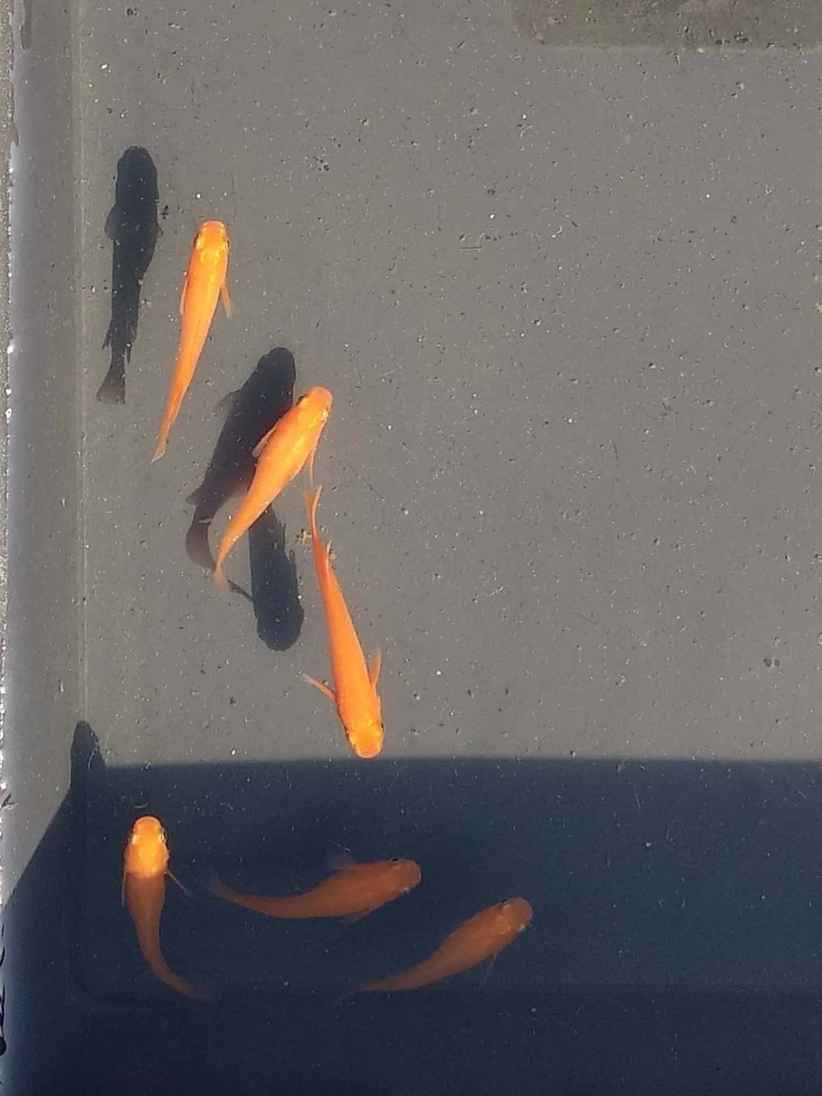 Foto di Red King (Koutei - 紅帝)