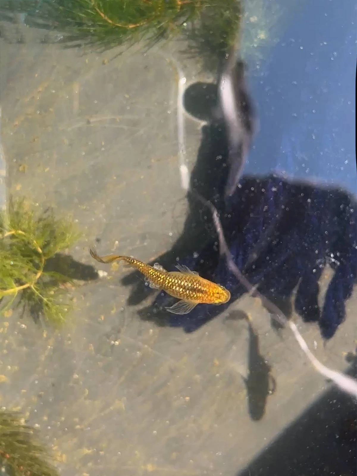 Foto di Reckless (Lecris - レクリス)