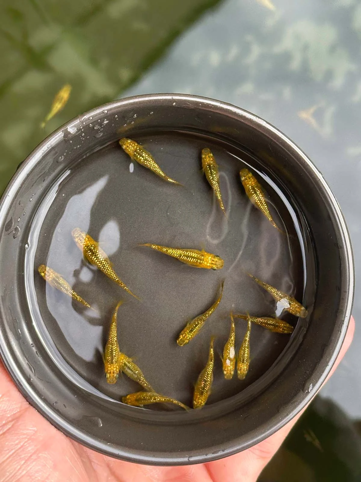 Foto di Reckless (Lecris - レクリス)