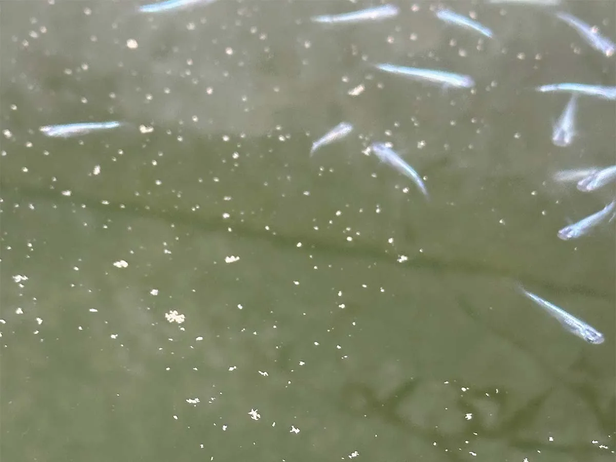 Medaka che mangiano in superficie