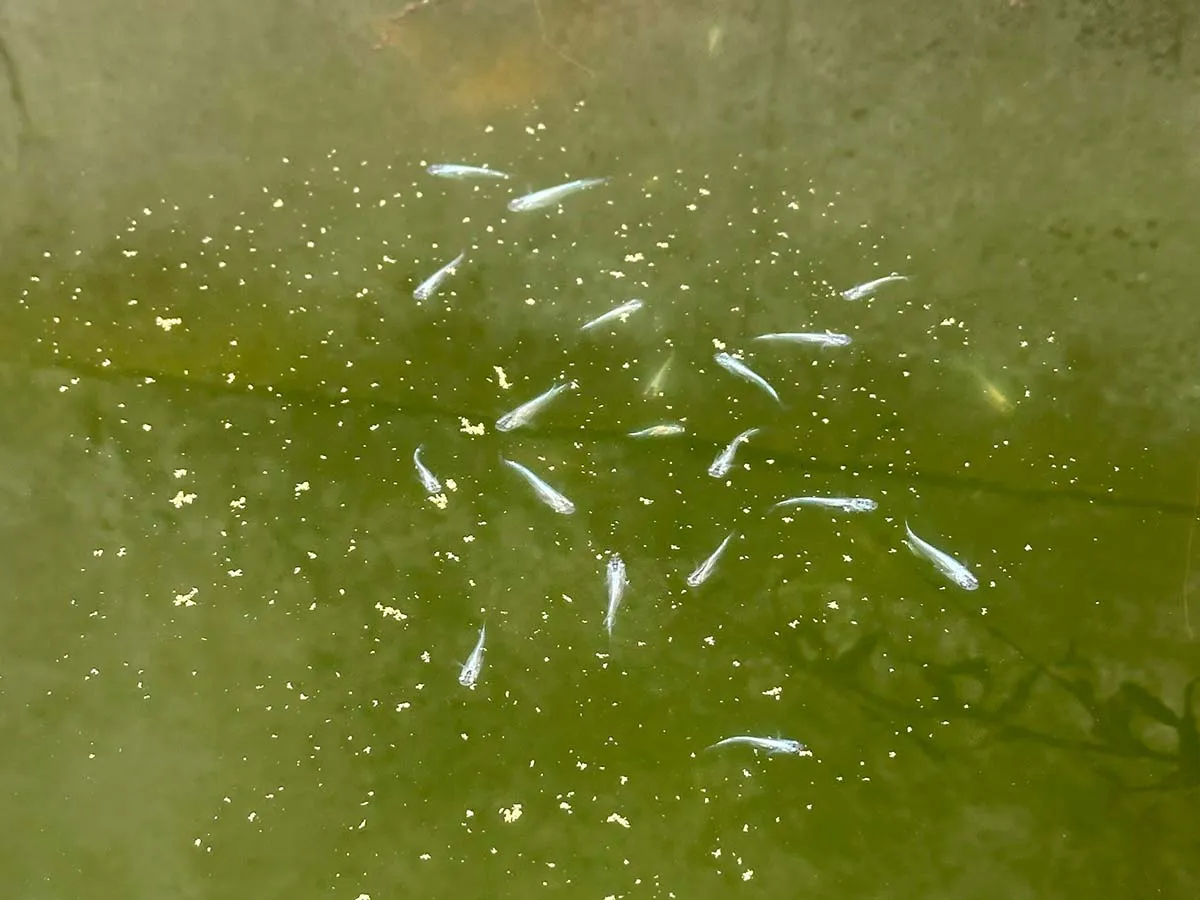 Medaka che mangiano in superficie