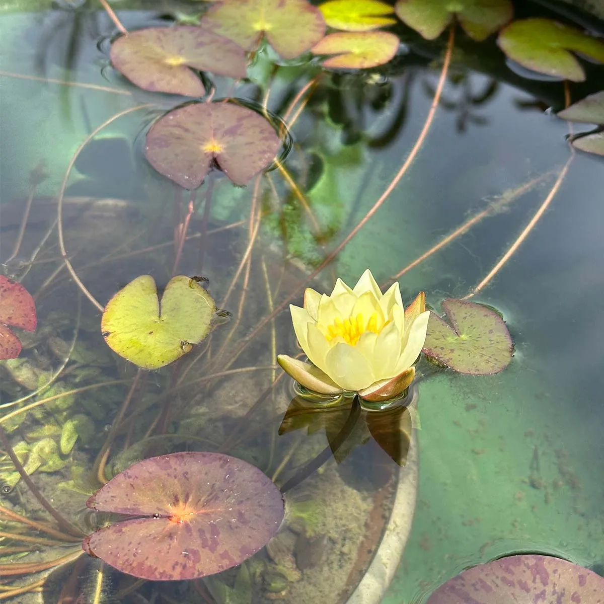 Roberto con in mano una vasca piena di Medaka
