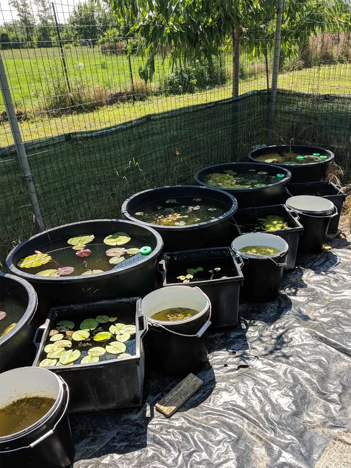 Immagine della storia di Medakando