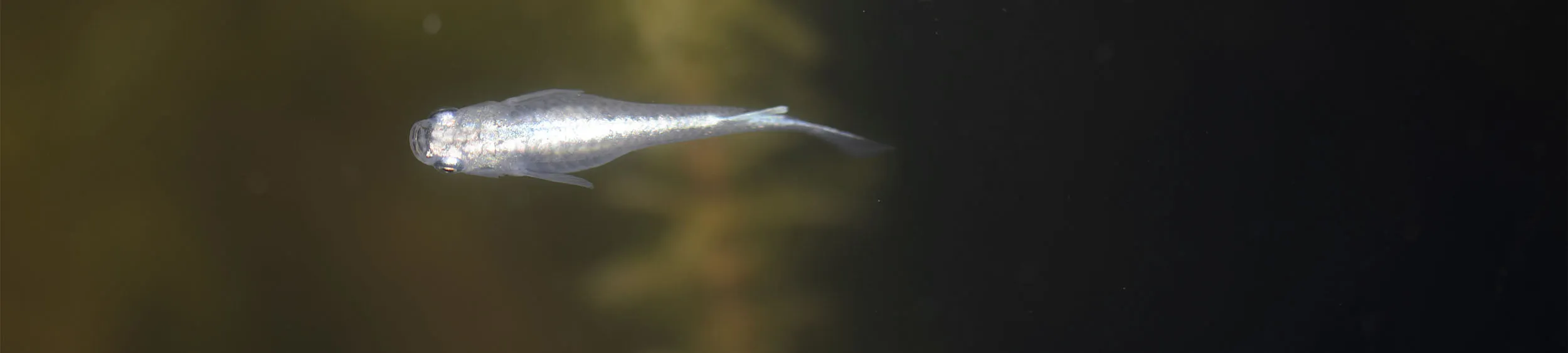 Immagine hero di White Miyuki