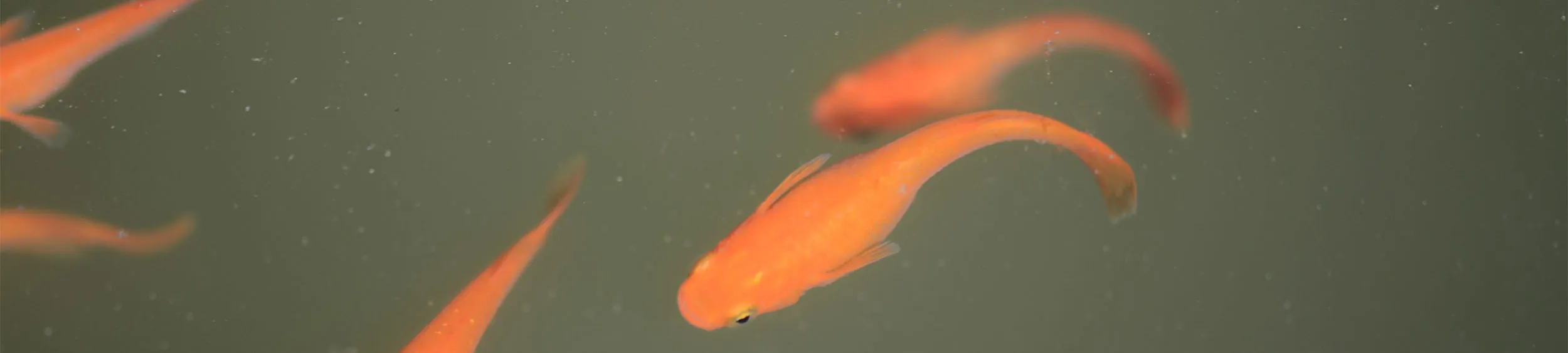 Immagine hero di Red King (Koutei - 紅帝)