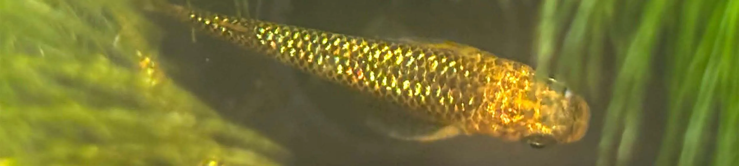 Immagine hero di Reckless (Lecris - レクリス)