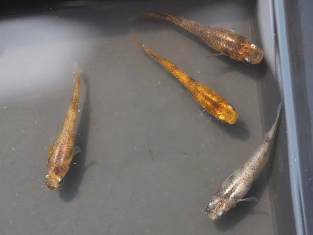 Medaka in primo piano