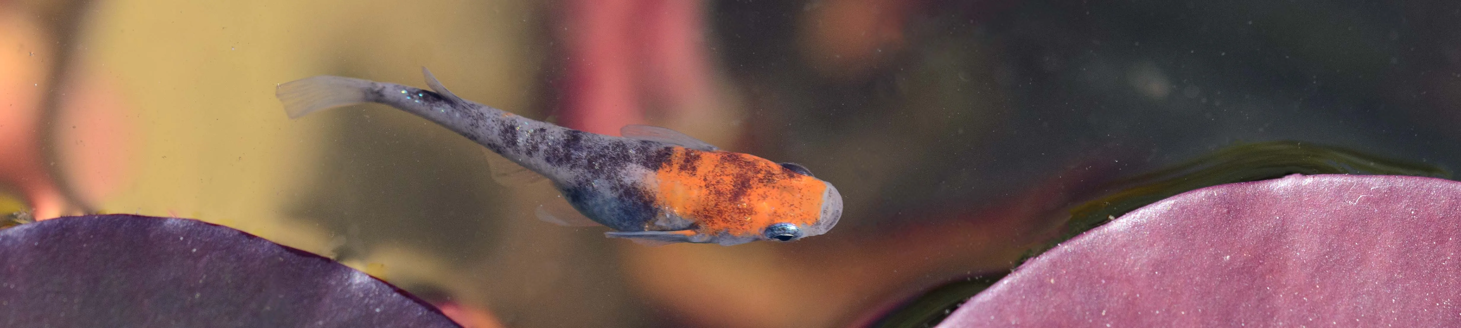 Allevamento di Medaka in minipond naturale