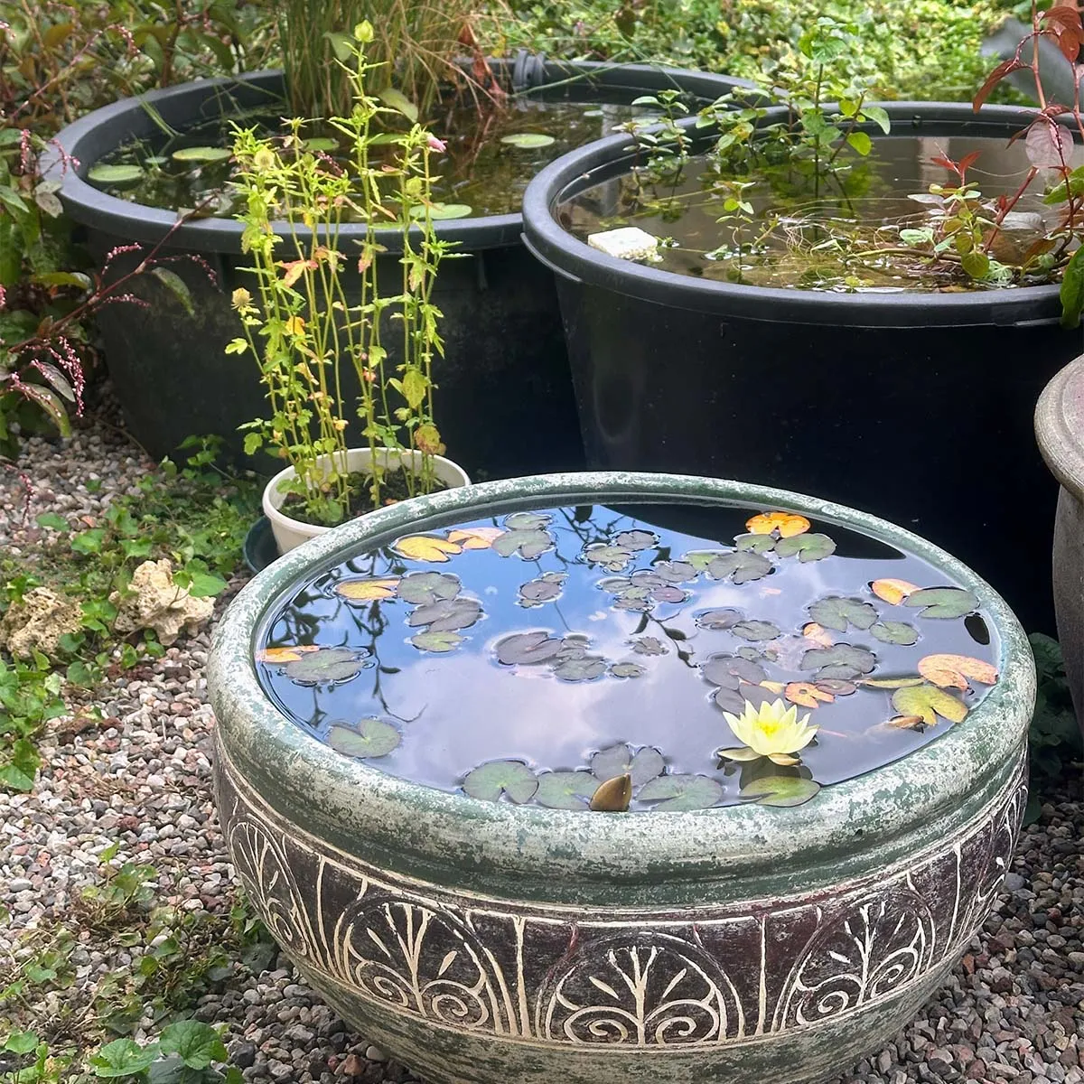 Alcuni piccoli minipond